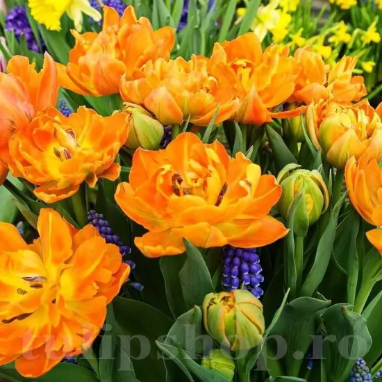 Bulbi Lalele Orca (Tulip) bulbi lalele orca dubla tulipshop