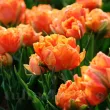 Bulbi Lalele Orca (Tulip) bulbi lalele orca plantare toamna gradina 110x110