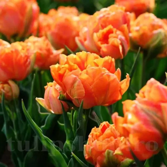 Bulbi Lalele Orca (Tulip) bulbi lalele orca plantare toamna gradina