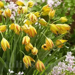 Bulbi Lalele Orphanidea Flava (Tulip)