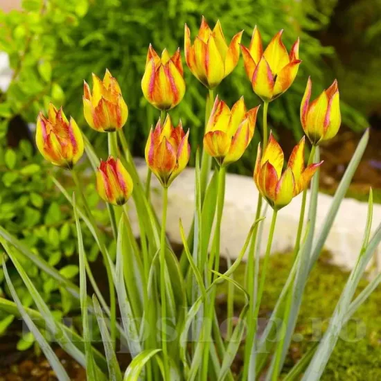 Bulbi Lalele Orphanidea Flava (Tulip) bulbi lalele orphanidea flava plantare toamna gradina