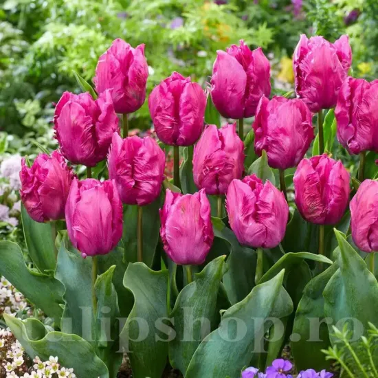 Bulbi Lalele Parrot Prince (Tulip) bulbi lalele parrot prince tip parrot inflorire primavara