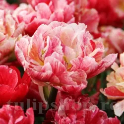 Bulbi Lalele Peptalk (Tulip)