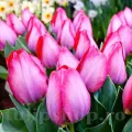 Bulbi Lalele Pink Sound (Tulip)