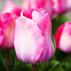 Bulbi Lalele Pink Sound (Tulip)