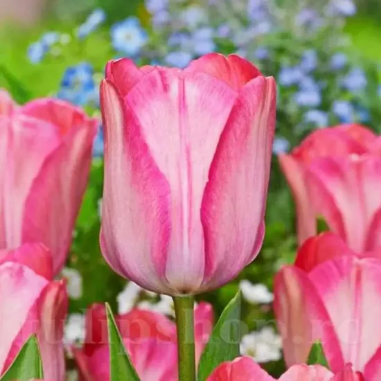 bulbi lalele pink sound2