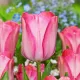bulbi lalele pink sound2