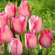 bulbi lalele pink sound3