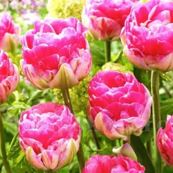 Bulbi Lalele Pinksize (Tulip)