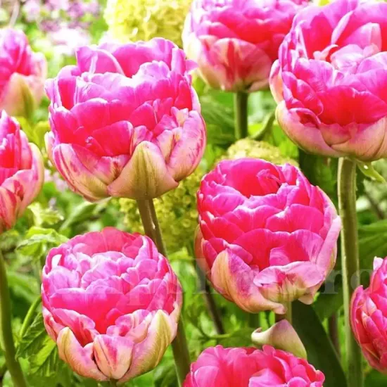 bulbi lalele pinksize1