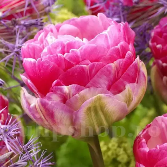 bulbi lalele pinksize2