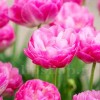 Bulbi Lalele Pinksize (Tulip)