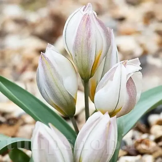 bulbi lalele polychroma botanice alb galben