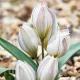 bulbi lalele polychroma botanice alb galben