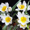 Bulbi Lalele Polychroma (Tulip)