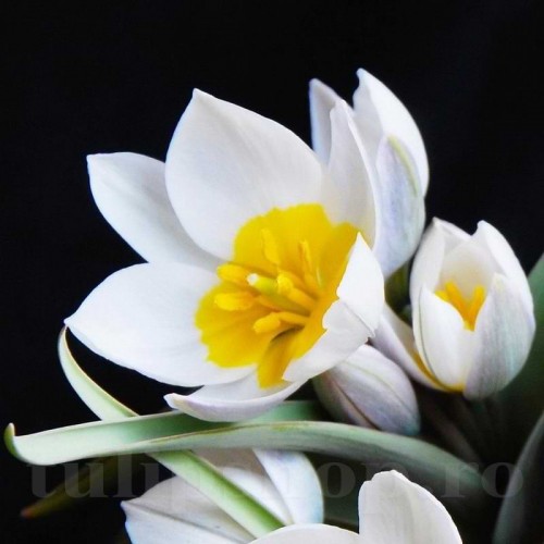 Bulbi Lalele Polychroma (Tulip)
