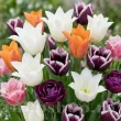 Pachet Bulbi Lalele Premium Mix30 (Tulip) bulbi lalele premium mix30 gradina primavara 110x110