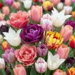 Pachet Bulbi Lalele Premium Mix30 (Tulip) bulbi lalele premium mix30 multicolor 110x110