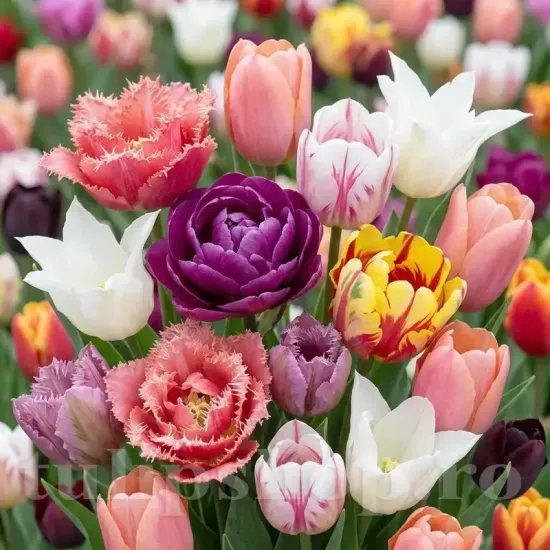 Pachet Bulbi Lalele Premium Mix30 (Tulip) bulbi lalele premium mix30 multicolor