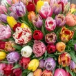 Pachet Bulbi Lalele Premium Mix50 (Tulip) bulbi lalele premium mix50 gradina primavara 110x110