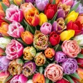 Pachet Bulbi Lalele Premium Mix50 (Tulip)