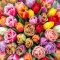 Pachet Bulbi Lalele Premium Mix50 (Tulip)