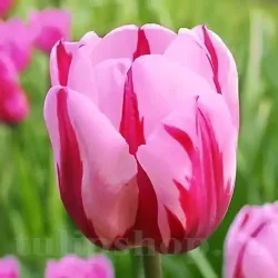 Bulbi Lalele Pretty Princess (Tulip)