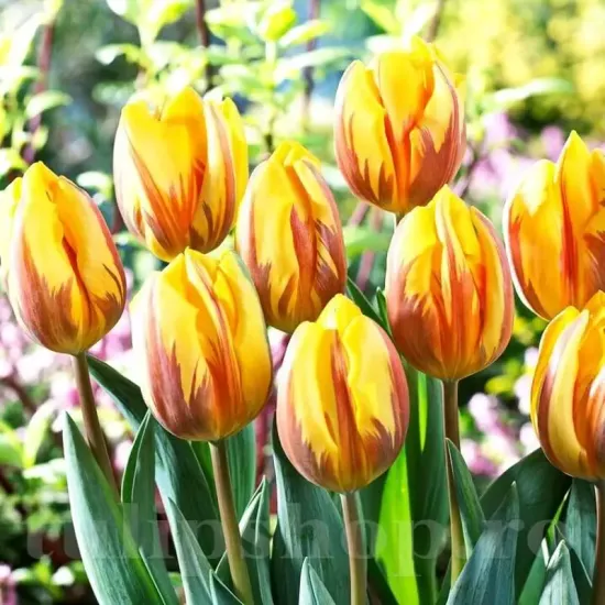 bulbi lalele prinses margriet