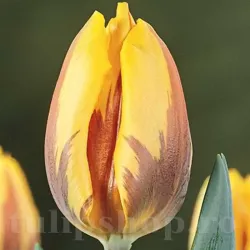 Bulbi Lalele Princess Margriet (Tulip)