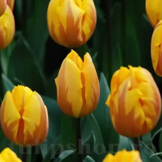 bulbi lalele prinses margriet2