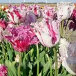 Bulbi Lalele Purple Circus (Tulip) bulbi lalele purple circus franjurate tulipshop 110x110