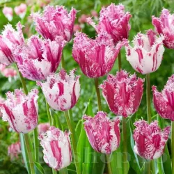 Bulbi Lalele Purple Circus (Tulip)