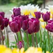 Bulbi Lalele Purple Lady (Tulip) bulbi lalele purple lady purpuriu plantare toamna 110x110