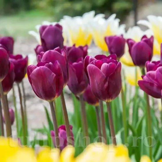 Bulbi Lalele Purple Lady (Tulip) bulbi lalele purple lady purpuriu plantare toamna