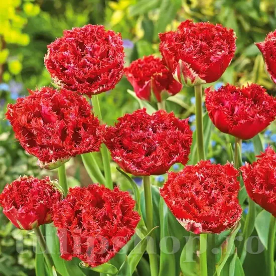 Bulbi Lalele Qatar (Tulip) bulbi lalele qatar rosu bujor franjurate toamna
