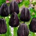 Bulbi Lalele Queen of the Night (Tulip)
