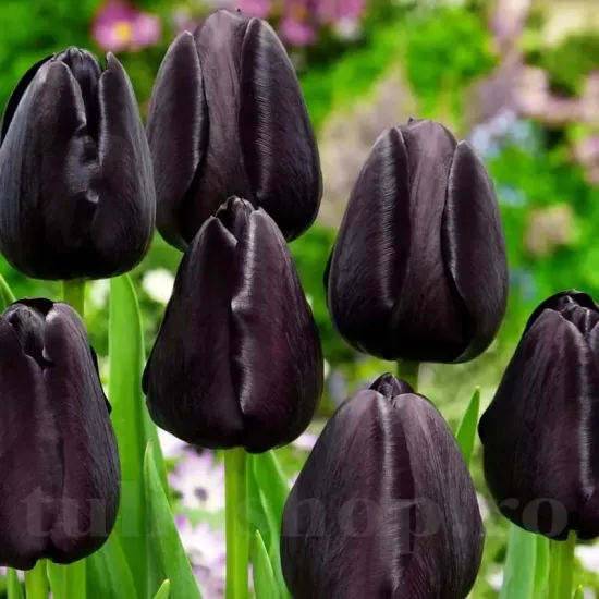 Bulbi Lalele Queen of the Night (Tulip) bulbi lalele queen of night negre elegante