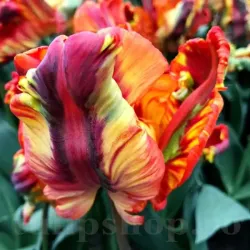 Bulbi Lalele Rasta Parrot (Tulip)