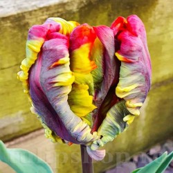 Bulbi Lalele Rasta Parrot (Tulip)