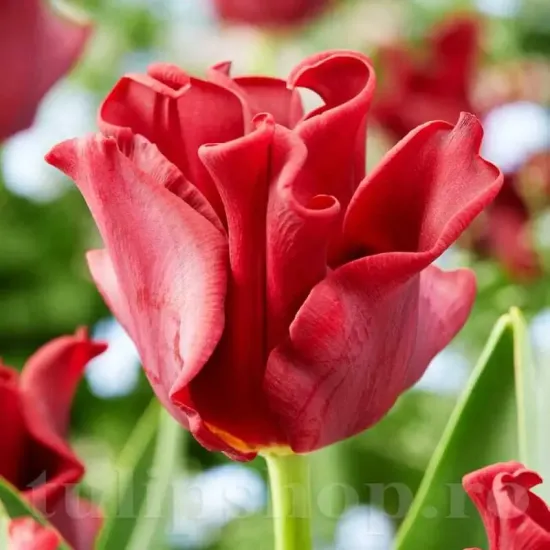 Bulbi Lalele Red Dress (Tulip) bulbi lalele red dress rosu forma coroana