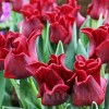 Bulbi Lalele Red Dress (Tulip)