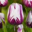 Bulbi Lalele Rem's Favorite (Tulip) bulbi lalele rems favorite rembrandt inflorire primavara 110x110