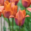 Bulbi Lalele Request (Tulip) bulbi lalele request flori taiate inflorire primavara 110x110