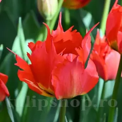 Bulbi Lalele Robbedoes (Tulip)