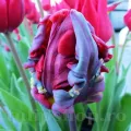 Bulbi Lalele Rococo (Tulip)