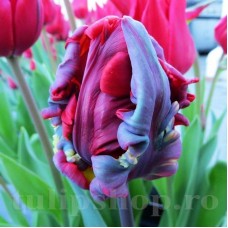 Bulbi Lalele Rococo (Tulip)