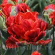 Bulbi Lalele Rococo Double (Tulip) bulbi lalele rococo double rosu intens plantare toamna 110x110