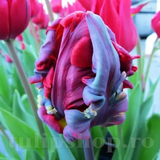 Bulbi Lalele Rococo (Tulip) bulbi lalele rococo rosu exotic franjurat
