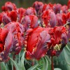 Bulbi Lalele Rococo (Tulip)