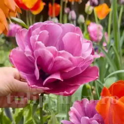 Bulbi Lalele Rosy Diamond (Tulip)